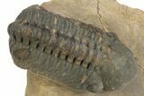 Detailed Reedops Trilobite - Atchana, Morocco #312800-1